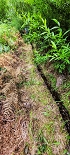 Plants: image 120 Of 208 Thumb